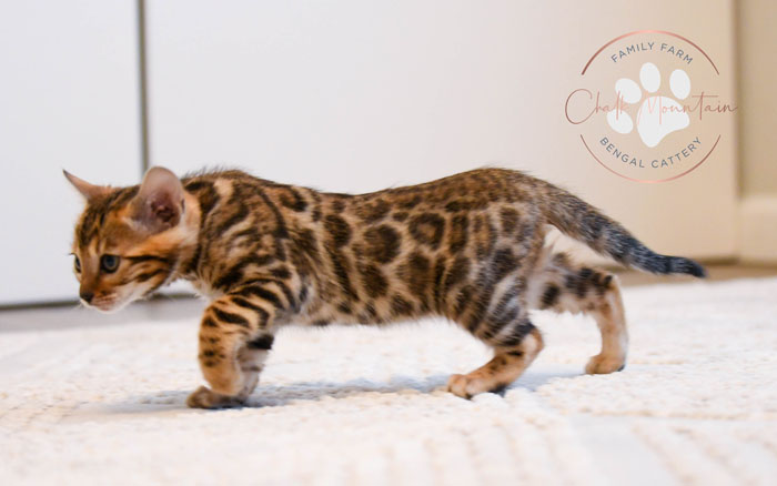 Bengal kitten for sale